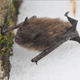 A bat on snow in a dehydrated state after waking up during its hibernation. This situation is typical of bats afflicted with white nose syndrome. Photo Courtesy Hal Korber / Pennsylvania Game Commission